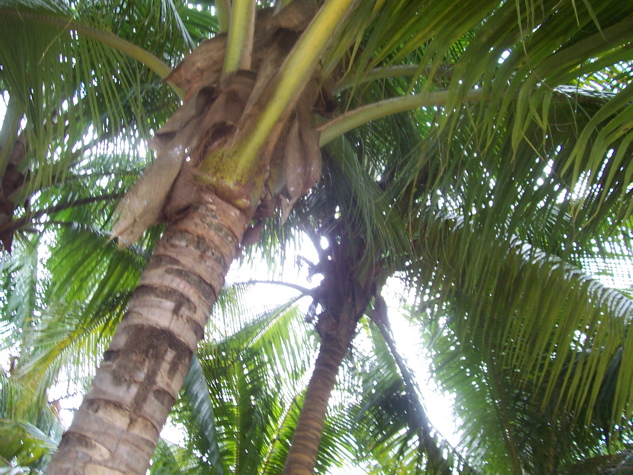 100_6595.JPG