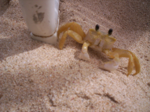 Crab 1