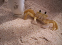 Crab 1