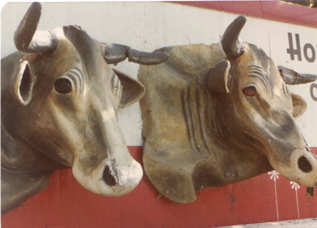 cows