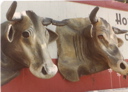 cows