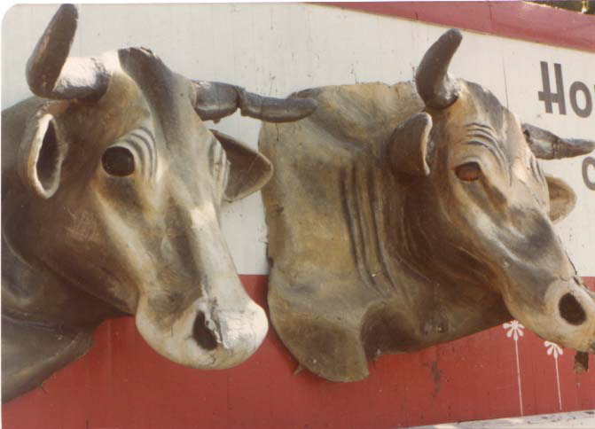cows