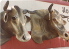 cows